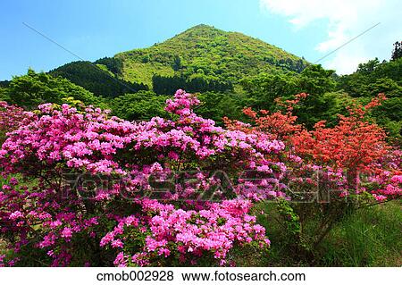 Rhododendron flowers, Nagasaki Prefecture View Large Photo Image Stock Photo - Rhododendron flowers, Nagasaki Prefecture. Fotosearch