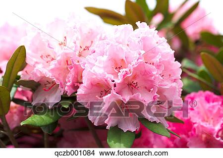 Rhododendron flowers View Large Photo Image Picture - Rhododendron flowers. Fotosearch