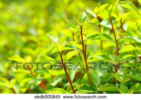 Rhododendron green leaves View Large Photo Image Stock Photography - Rhododendron green leaves. Fotosearch