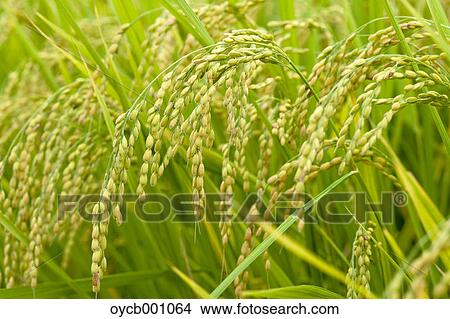Rice ears, Aichi Prefecture View Large Photo Image Picture - Rice ears, Aichi Prefecture. Fotosearch