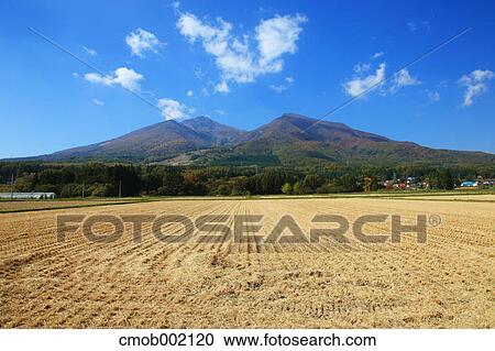 Rice field in Fukushima Prefecture View Large Photo Image Stock Image - Rice field in Fukushima Prefecture. Fotosearch