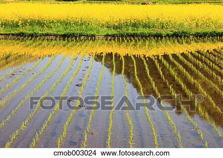Rice field in Omachi, Nagano Prefecture View Large Photo Image Picture - Rice field in Omachi, Nagano Prefecture. Fotosearch