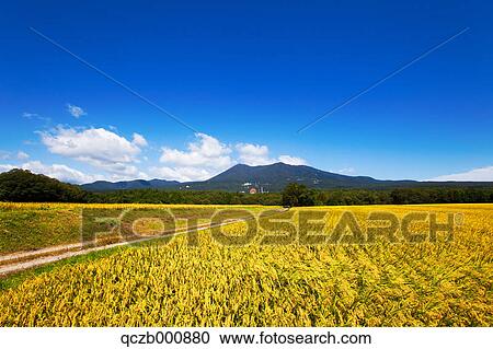 Rice fields and mountainscape, Tochigi Prefecture View Large Photo Image Stock Image - Rice fields and mountainscape, Tochigi Prefecture. Fotosearch