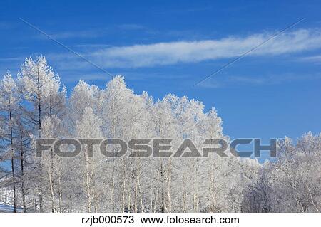 Stock Image - Rimed birch forest, Hokkaido. Fotosearch