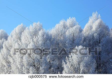 Stock Photography - Rimed birch forest, Hokkaido. Fotosearch