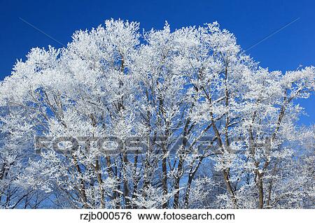 Rimed broadleaf tree, Hokkaido View Large Photo Image Stock Photograph - Rimed broadleaf tree, Hokkaido. Fotosearch