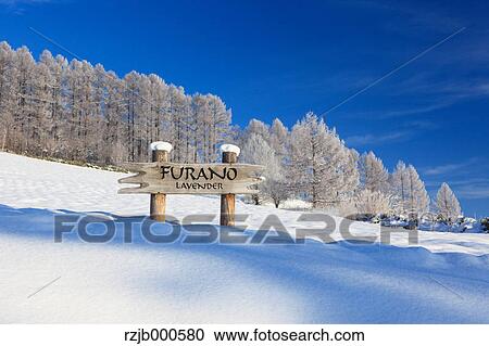 Rimed forest in Furano, Hokkaido View Large Photo Image Stock Image - Rimed forest in Furano, Hokkaido. Fotosearch