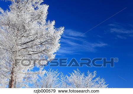 Rimed larch trees, Hokkaido View Large Photo Image Stock Photo - Rimed larch trees, Hokkaido. Fotosearch