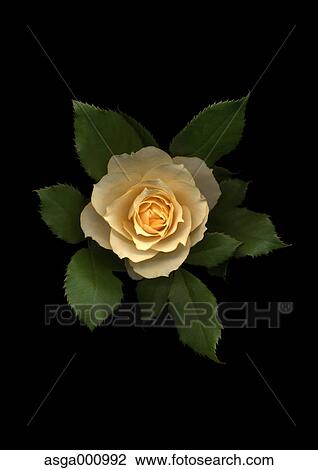 Rose flower on black background View Large Photo Image Stock Image - Rose flower on black background. Fotosearch