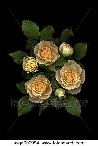 Rose flowers on black background View Large Photo Image Picture - Rose flowers on black background. Fotosearch