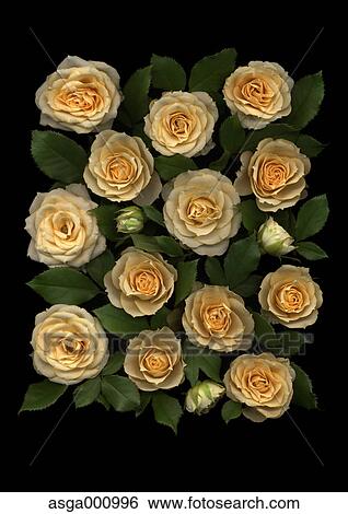 Stock Photograph - Rose flowers on black background. Fotosearch