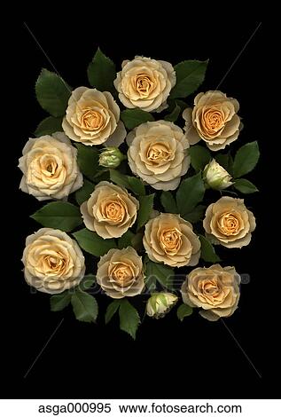 Rose flowers on black background View Large Photo Image Stock Photography - Rose flowers on black background. Fotosearch