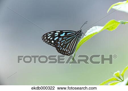 Ryukyu chestnut tiger butterfly View Large Photo Image Stock Image - Ryukyu chestnut tiger butterfly. Fotosearch