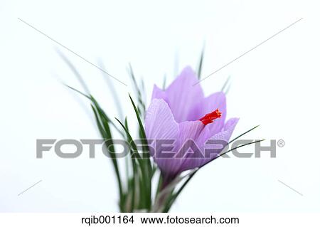 Picture - Saffron flower. Fotosearch