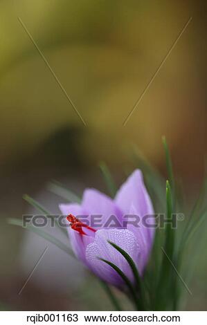 Stock Image - Saffron flower. Fotosearch