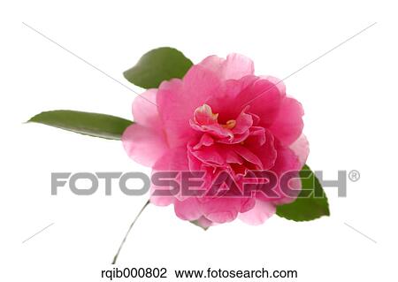 Sasanqua flower View Large Photo Image Stock Image - Sasanqua flower. Fotosearch