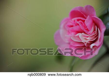 Stock Photo - Sasanqua flower. Fotosearch
