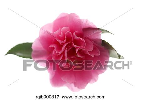 Sasanqua flower View Large Photo Image Stock Photo - Sasanqua flower. Fotosearch