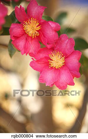 Picture - Sasanqua flowers. Fotosearch