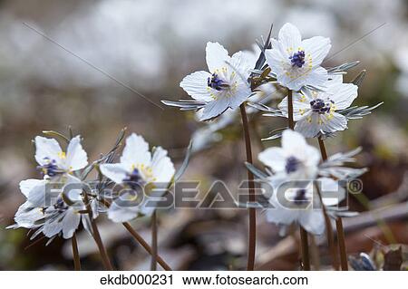Stock Image - Shibateranthis pinnatifida flowers. Fotosearch