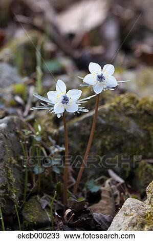 Shibateranthis pinnatifida flowers View Large Photo Image Stock Image - Shibateranthis pinnatifida flowers. Fotosearch