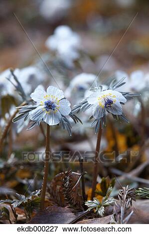 Shibateranthis pinnatifida flowers View Large Photo Image Stock Photo - Shibateranthis pinnatifida flowers. Fotosearch