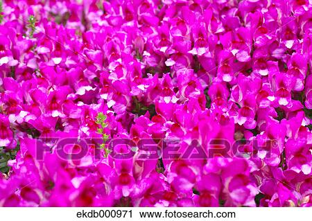 Snapdragon flowers View Large Photo Image Stock Image - Snapdragon flowers. Fotosearch