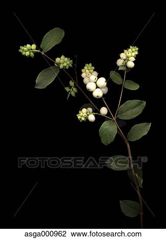 Snowberry fruits on black background View Large Photo Image Stock Image - Snowberry fruits on black background. Fotosearch