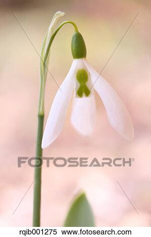 Snowdrop flower View Large Photo Image Stock Photography - Snowdrop flower. Fotosearch