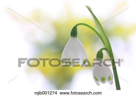 Picture - Snowdrop flowers. Fotosearch