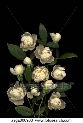 Spray rose flowers on black background View Large Photo Image Stock Image - Spray rose flowers on black background. Fotosearch