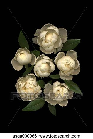 Spray rose flowers on black background View Large Photo Image Stock Photograph - Spray rose flowers on black background. Fotosearch