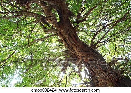Strangler fig tree View Large Photo Image Picture - Strangler fig tree. Fotosearch