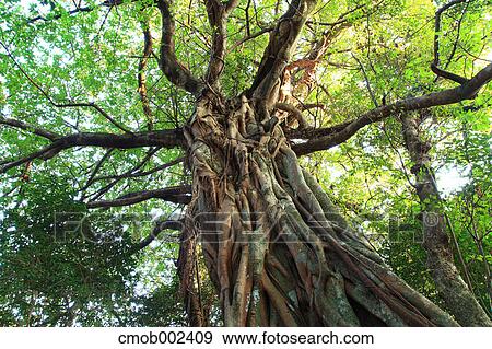Strangler fig tree View Large Photo Image Stock Photo - Strangler fig tree. Fotosearch