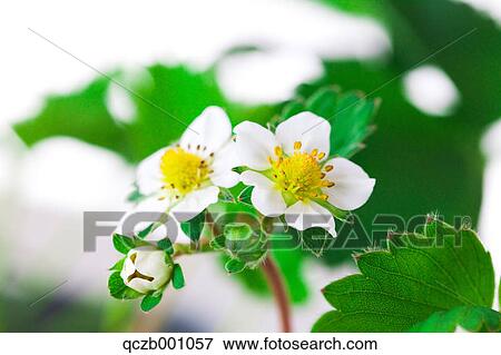 Strawberry flowers View Large Photo Image Stock Photo - Strawberry flowers. Fotosearch