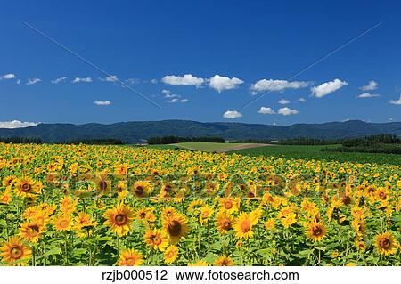 Sunflower field, Hokkaido View Large Photo Image Stock Image - Sunflower field, Hokkaido. Fotosearch