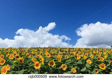 Sunflower field, Hokkaido View Large Photo Image Stock Photo - Sunflower field, Hokkaido. Fotosearch
