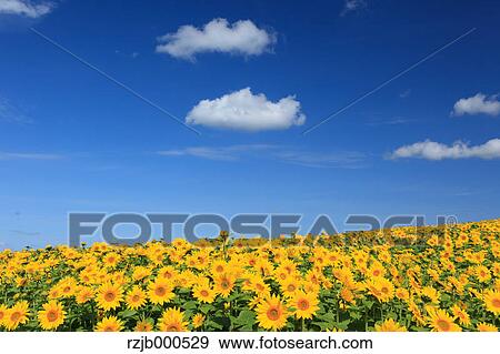 Sunflower field, Hokkaido View Large Photo Image Stock Photo - Sunflower field, Hokkaido. Fotosearch