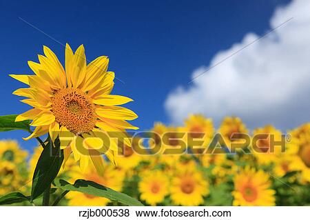 Sunflower field, Hokkaido View Large Photo Image Stock Photo - Sunflower field, Hokkaido. Fotosearch