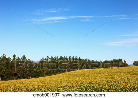 Sunflower field in Biei, Hokkaido View Large Photo Image Stock Photo - Sunflower field in Biei, Hokkaido. Fotosearch