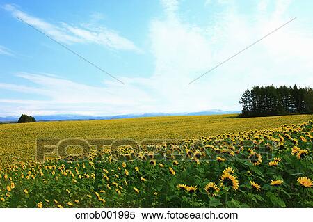 Sunflower field in Biei, Hokkaido View Large Photo Image Stock Photography - Sunflower field in Biei, Hokkaido. Fotosearch