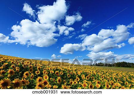 Sunflower field in Shikisai hill, Hokkaido View Large Photo Image Stock Image - Sunflower field in Shikisai hill, Hokkaido. Fotosearch