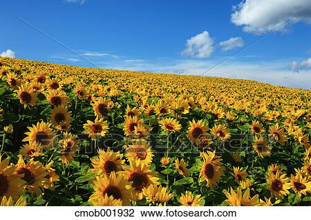Sunflower field in Shikisai hill, Hokkaido View Large Photo Image Stock Image - Sunflower field in Shikisai hill, Hokkaido. Fotosearch