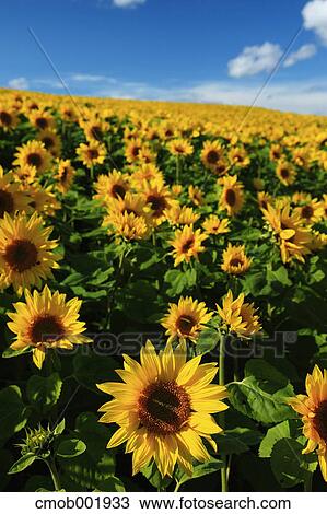 Sunflower field in Shikisai hill, Hokkaido View Large Photo Image Stock Image - Sunflower field in Shikisai hill, Hokkaido. Fotosearch