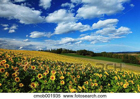 Sunflower field in Shikisai hill, Hokkaido View Large Photo Image Stock Photography - Sunflower field in Shikisai hill, Hokkaido. Fotosearch