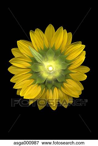 Sunflower on black background View Large Photo Image Stock Photo - Sunflower on black background. Fotosearch
