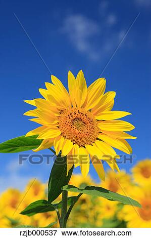 Stock Photo - Sunflower. Fotosearch