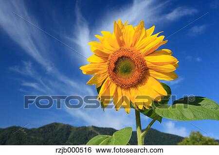 Sunflower View Large Photo Image Stock Photograph - Sunflower. Fotosearch