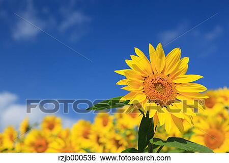 Sunflower View Large Photo Image Stock Photograph - Sunflower. Fotosearch