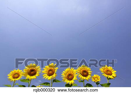 Stock Image - Sunflowers and blue sky with clouds. Fotosearch